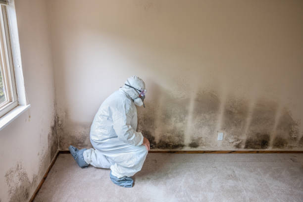 Westville, NJ Mold Inspection, Removal & Remediation Company